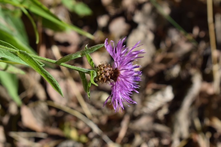 Centaurea nigrescens